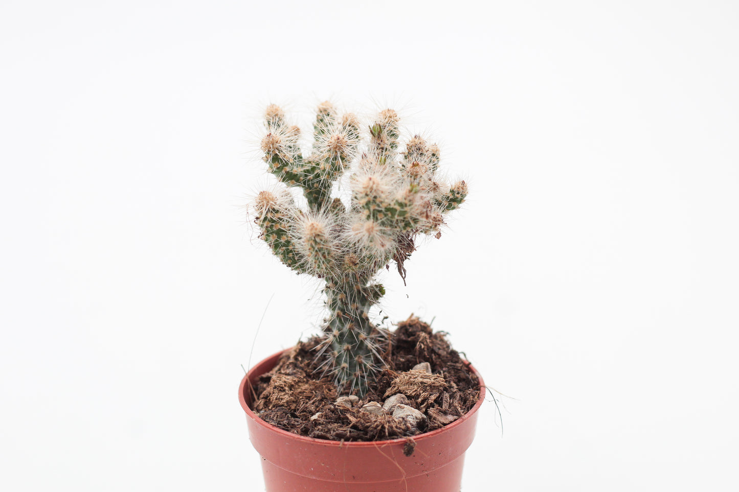 Cylindropuntia Spinosior