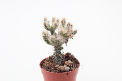 Cylindropuntia Spinosior