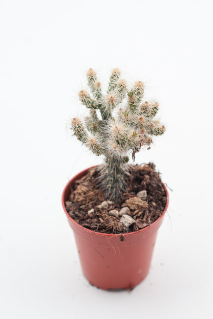 Cylindropuntia Spinosior