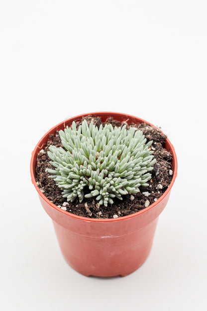Delosperma sphalmanthoides