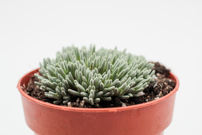 Delosperma sphalmanthoides