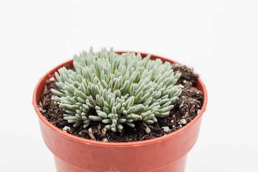 Delosperma sphalmanthoides