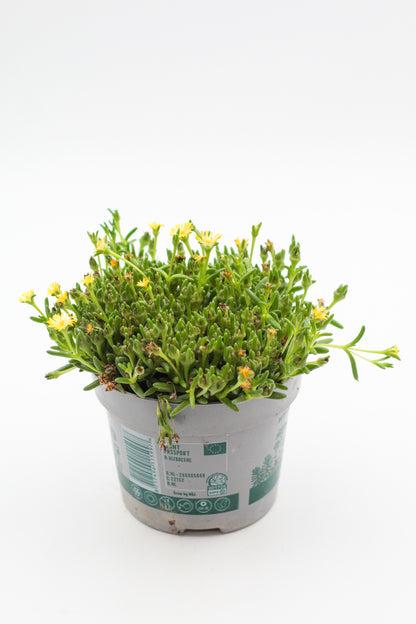 Delosperma coorperi geel "vaste ijsbloem"
