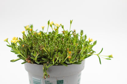 Delosperma coorperi geel "vaste ijsbloem"