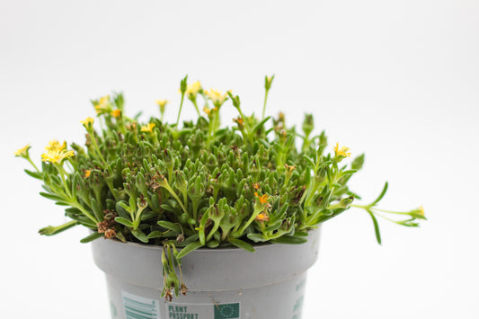 Delosperma coorperi geel "vaste ijsbloem"
