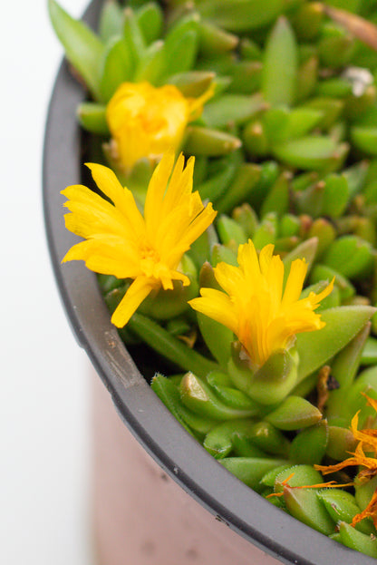 Delosperma coorperi geel "vaste ijsbloem"