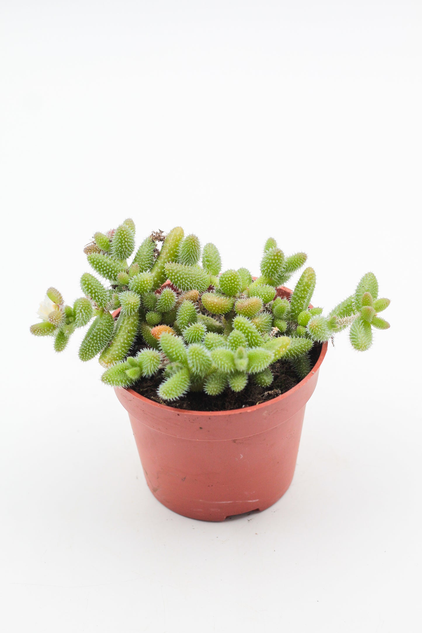 Delosperma echinatum "Gherkin Plant"