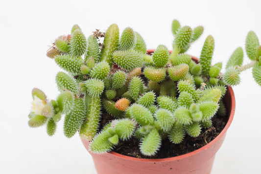 Delosperma echinatum "Gherkin Plant"