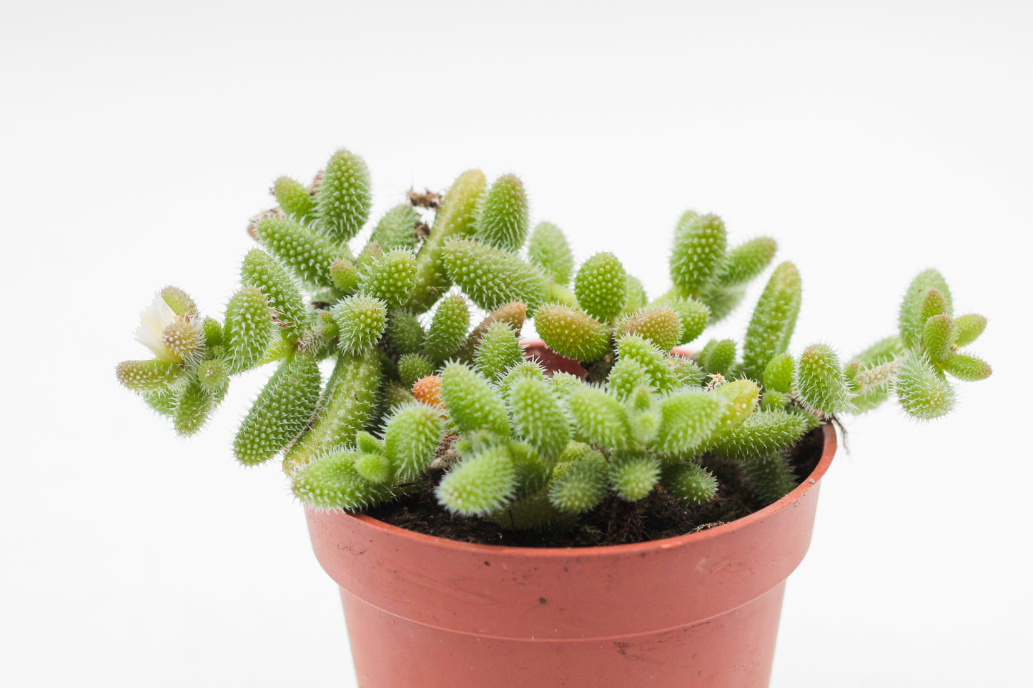 Delosperma echinatum "Gherkin Plant"