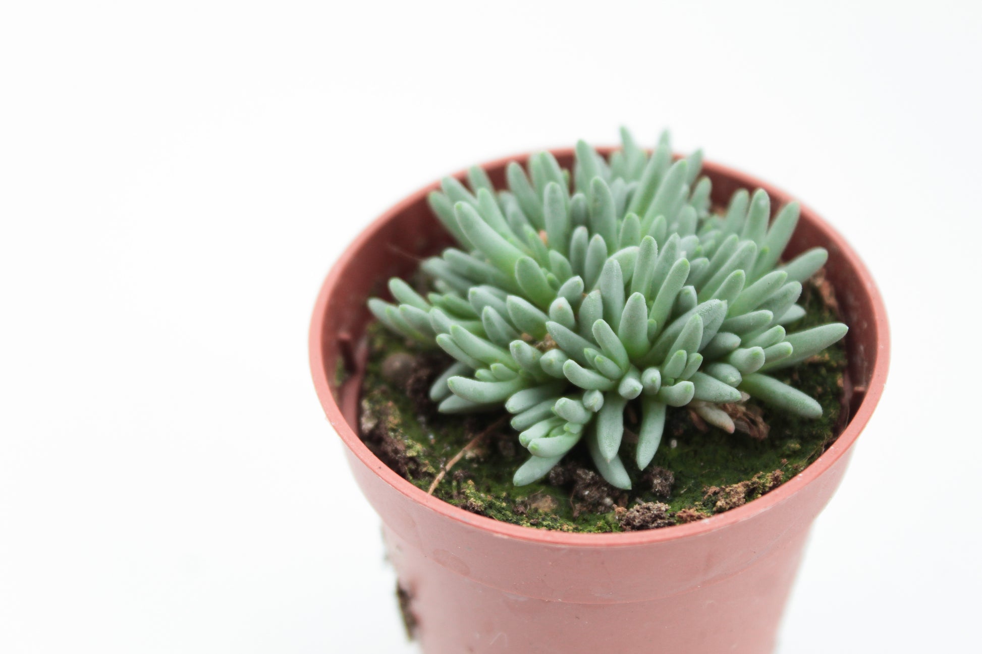 Koraal achtige vetplant. Geschik voor zowel binnen als buiten. Vetplanten kopen bij Ikhebeencactus