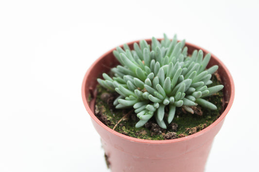 Koraal achtige vetplant. Geschik voor zowel binnen als buiten. Vetplanten kopen bij Ikhebeencactus