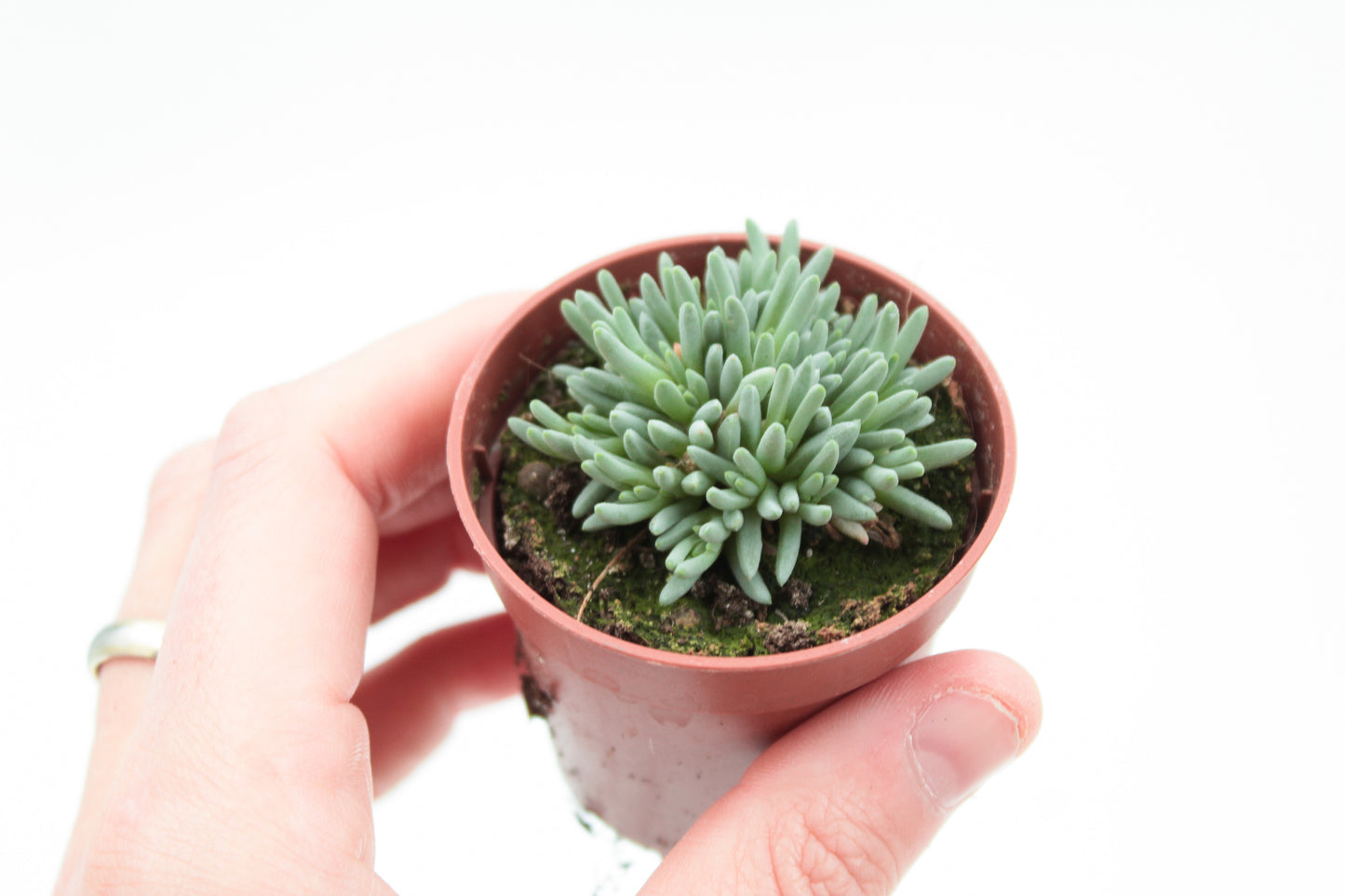 Koraal achtige vetplant. Geschik voor zowel binnen als buiten. Vetplanten kopen bij Ikhebeencactus