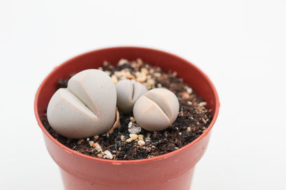 Dinteranthus microspermus