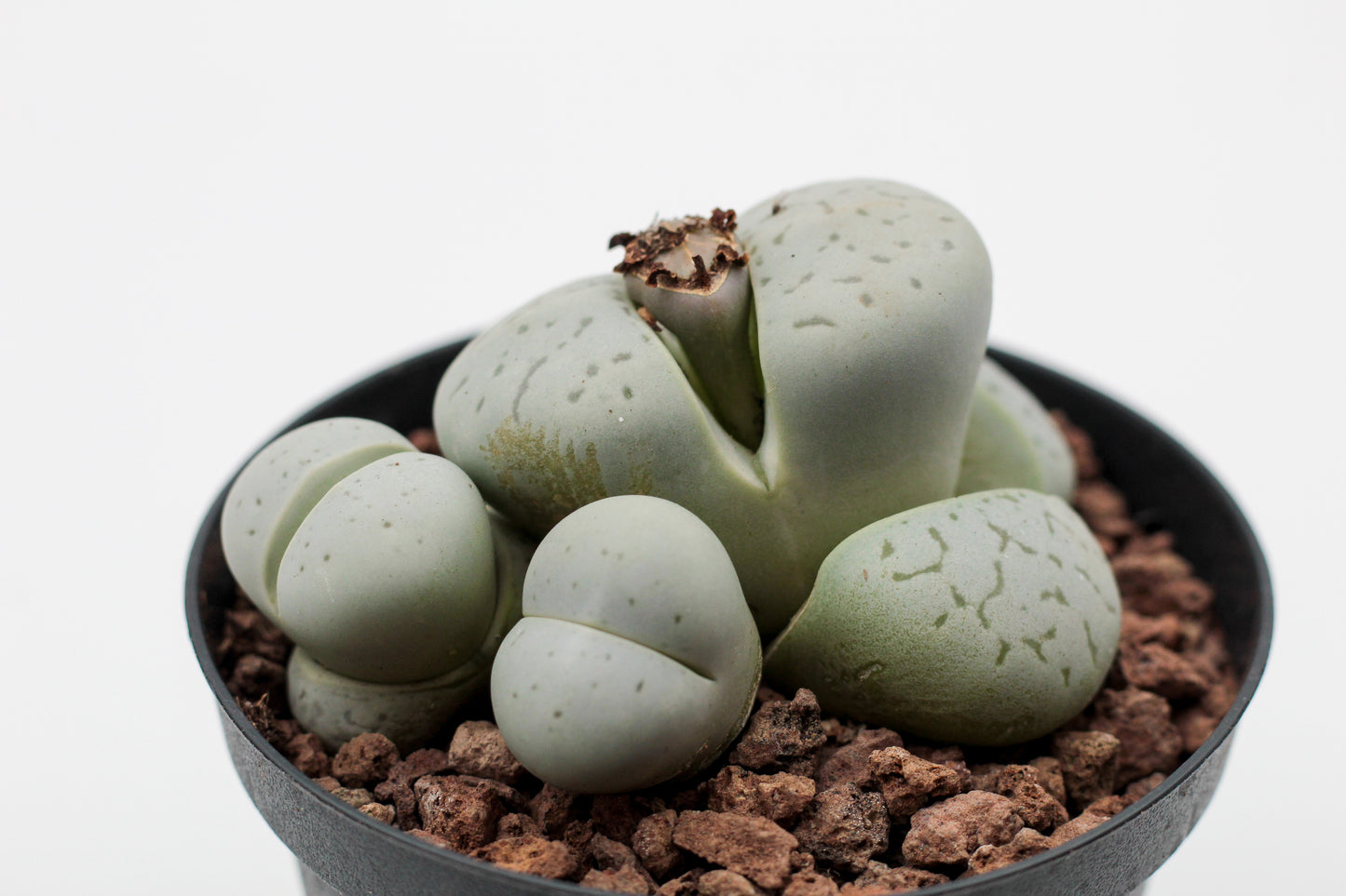 Dinteranthus vanzylii