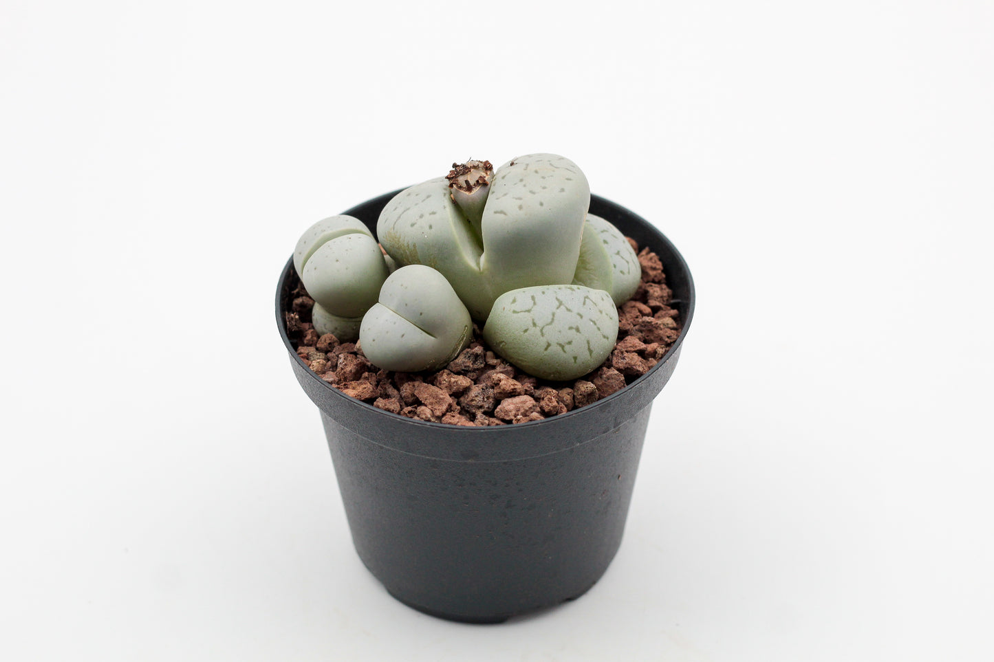 Dinteranthus vanzylii