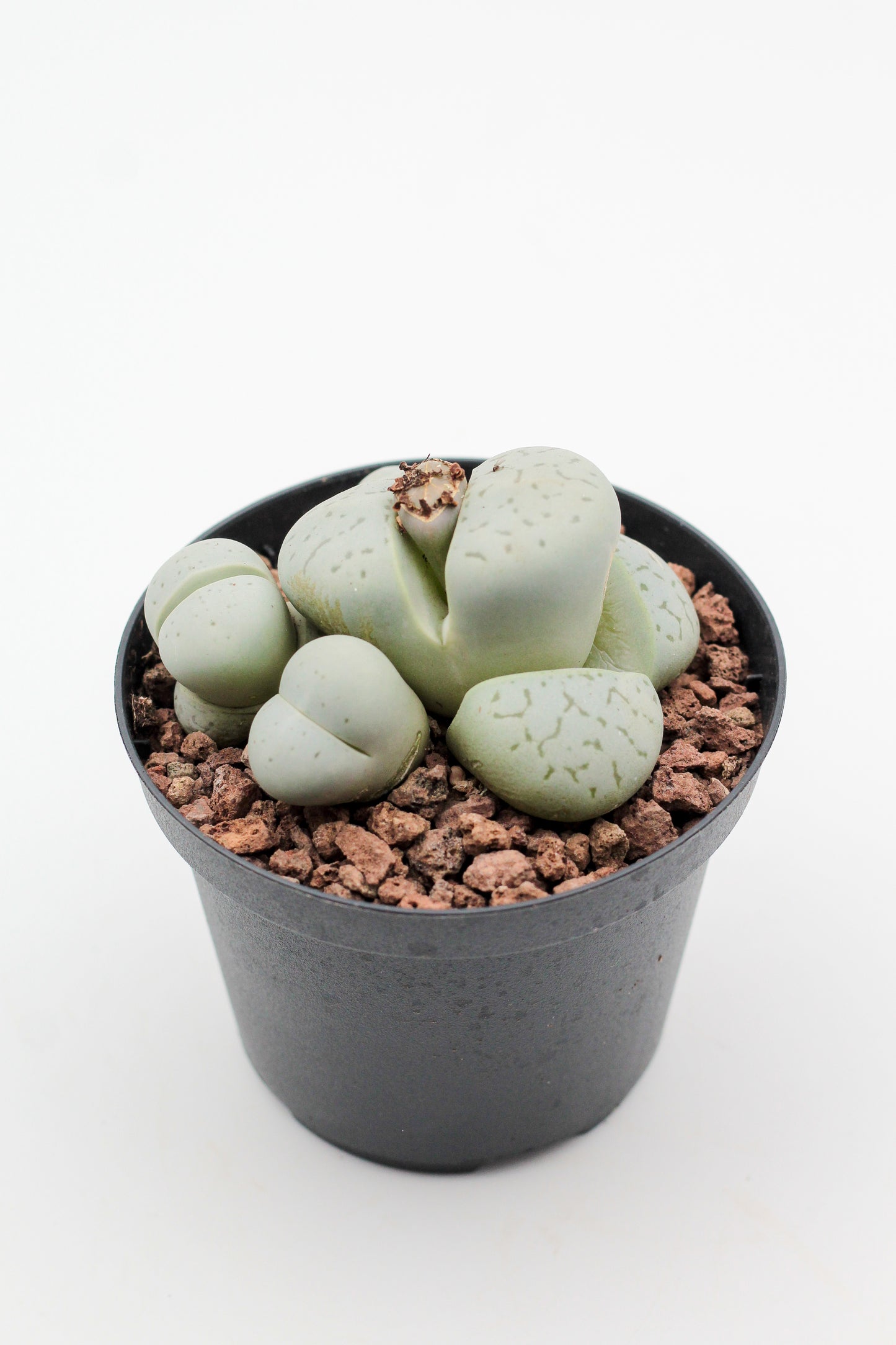 Dinteranthus vanzylii