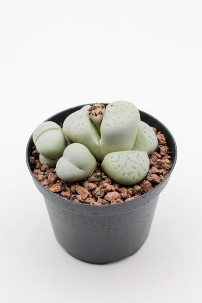 Dinteranthus vanzylii