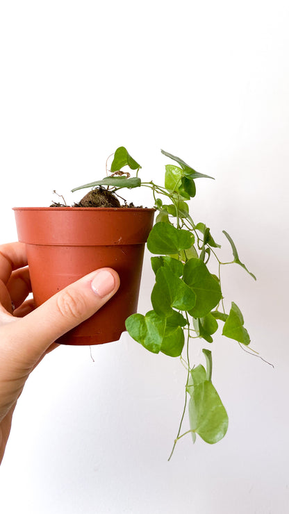 Dioscorea Elephantipes Caudex