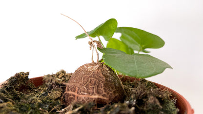 Dioscorea Elephantipes Caudex