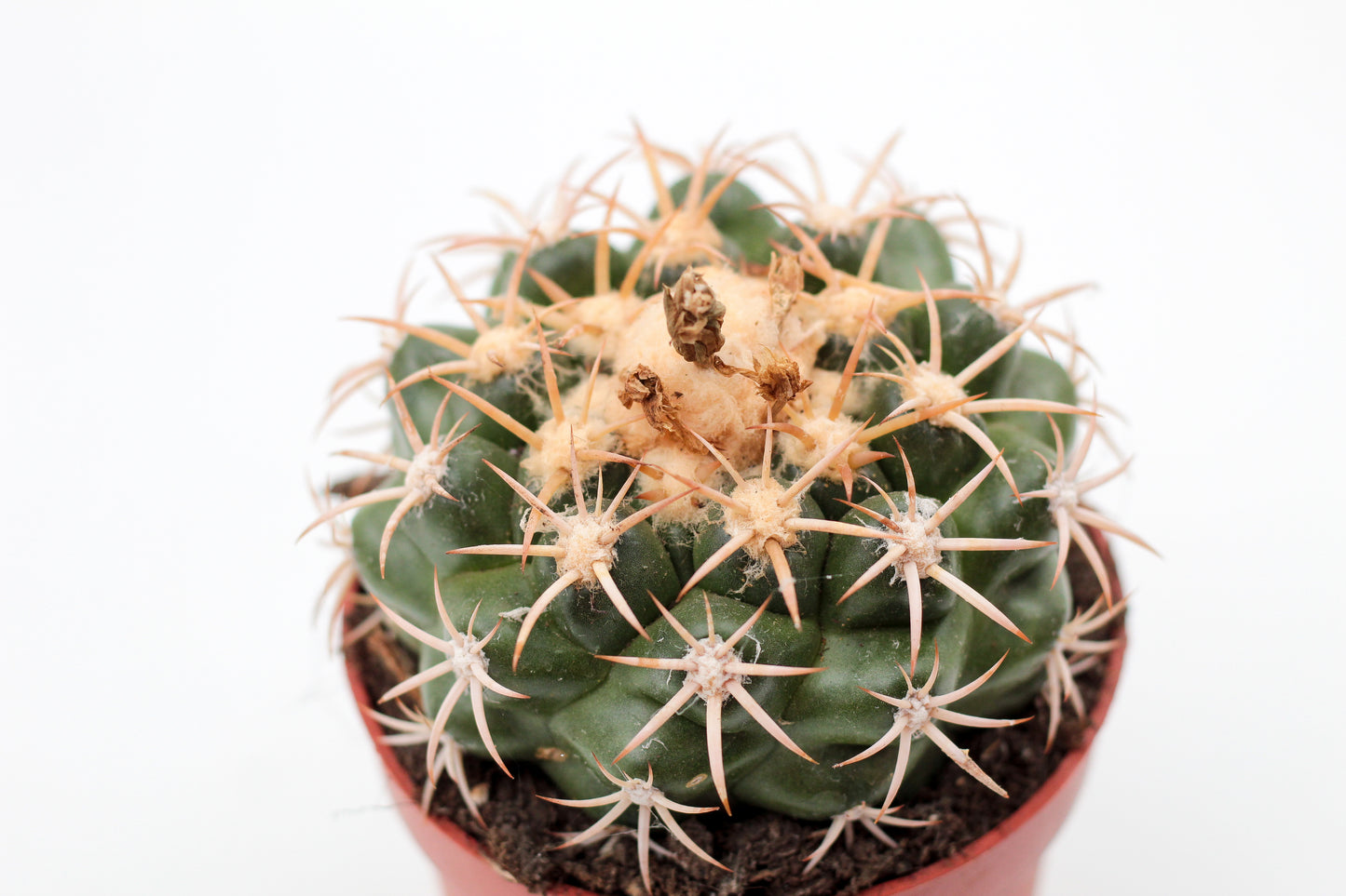 Discocactus bahiensis