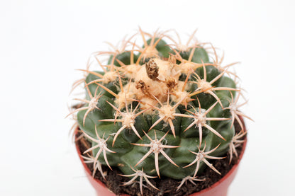 Discocactus bahiensis