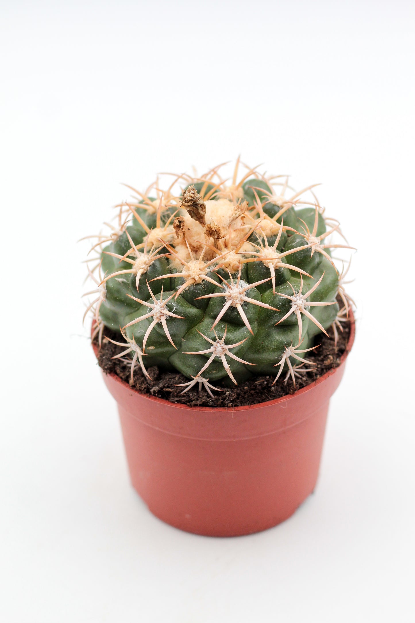 Discocactus bahiensis