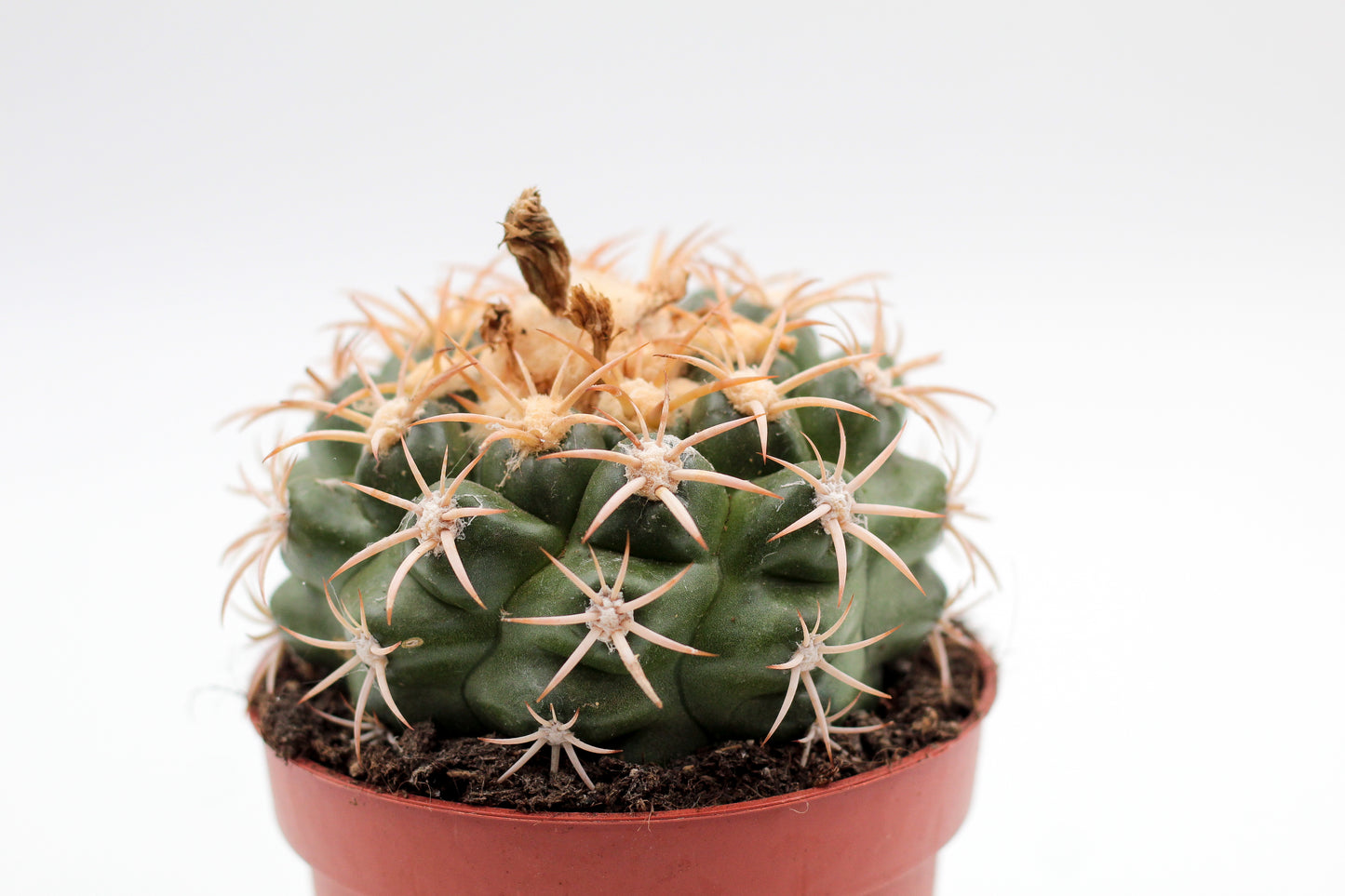 Discocactus bahiensis