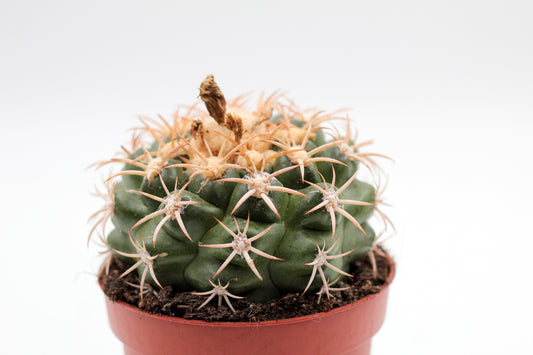 Discocactus bahiensis