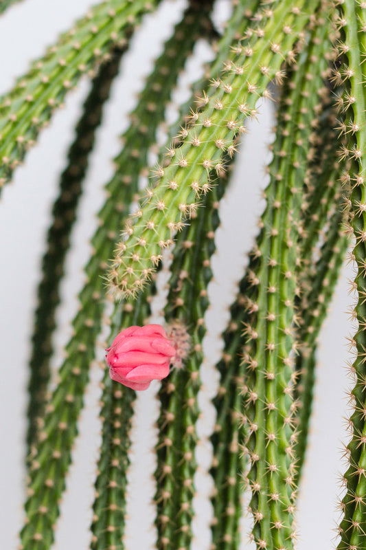 Disocactus x mallisonii