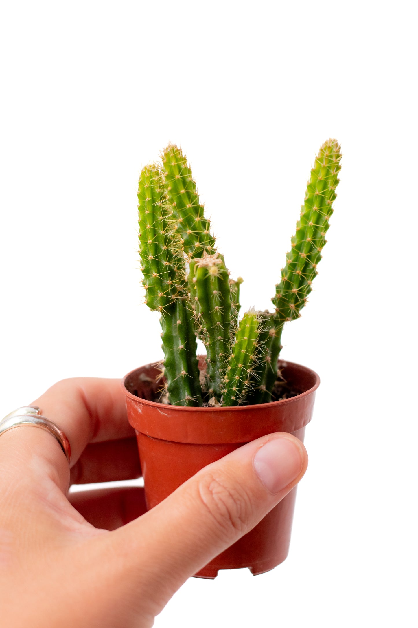 Disocactus x mallisonii