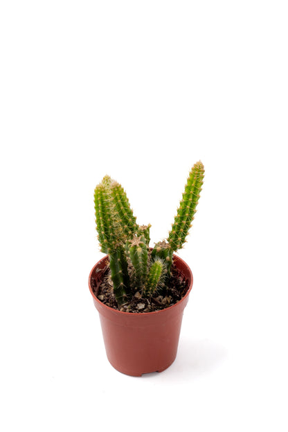 Disocactus x mallisonii