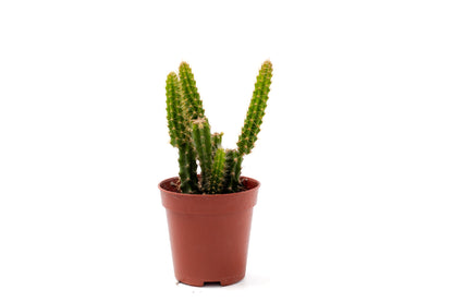 Disocactus x mallisonii