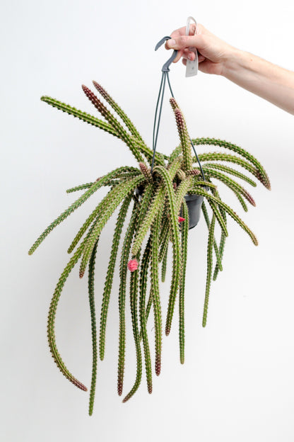 Disocactus x mallisonii