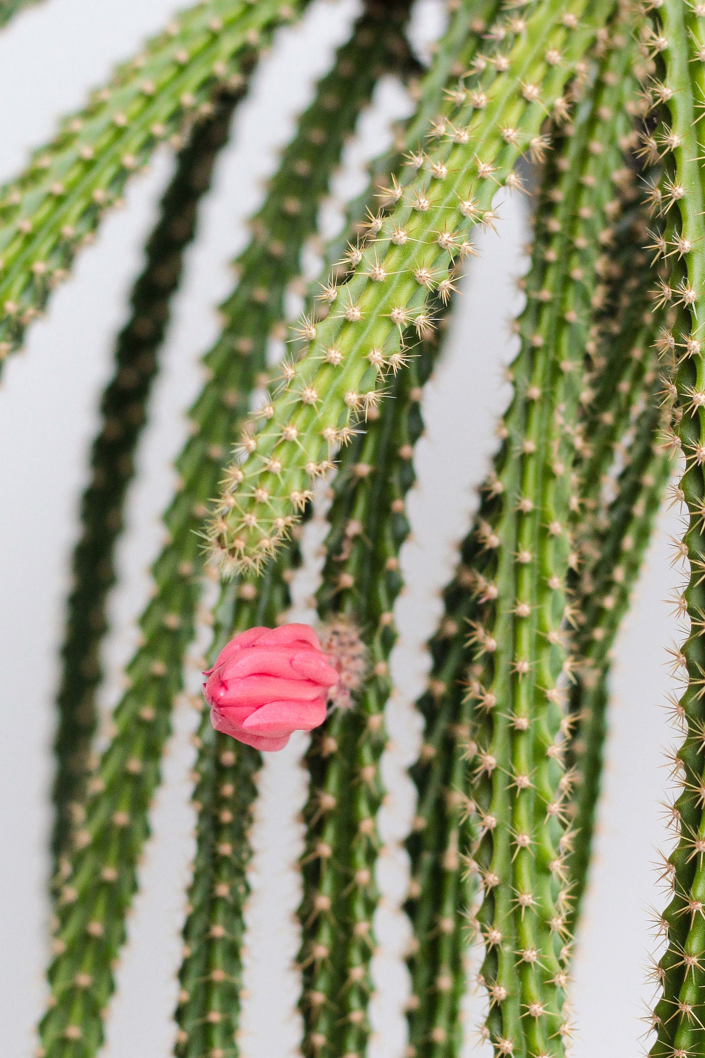 Disocactus x mallisonii