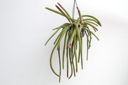 Disocactus x mallisonii