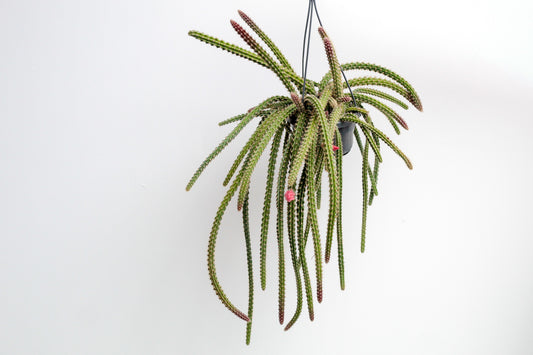 Disocactus x mallisonii