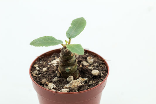 Dorstenia foetida