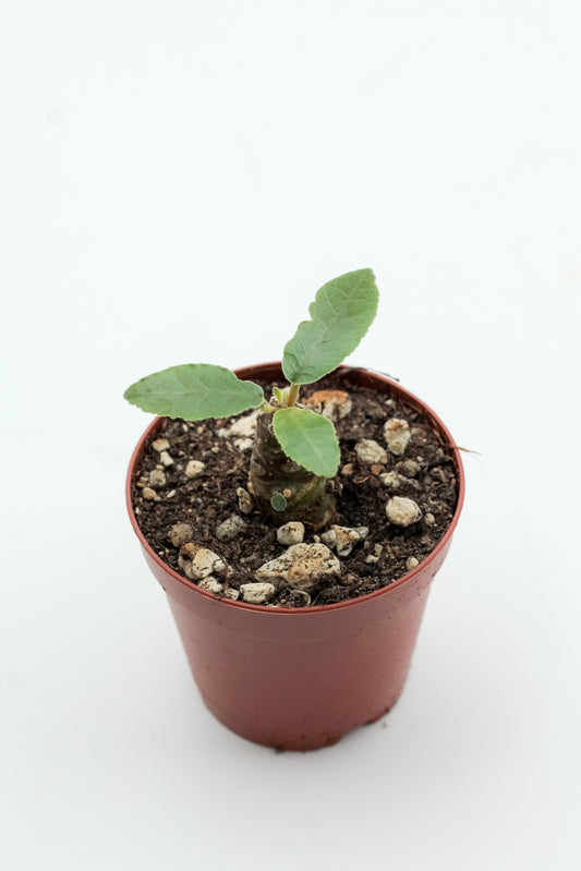 Dorstenia foetida