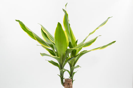 Dracaena fragrans Golden Coast