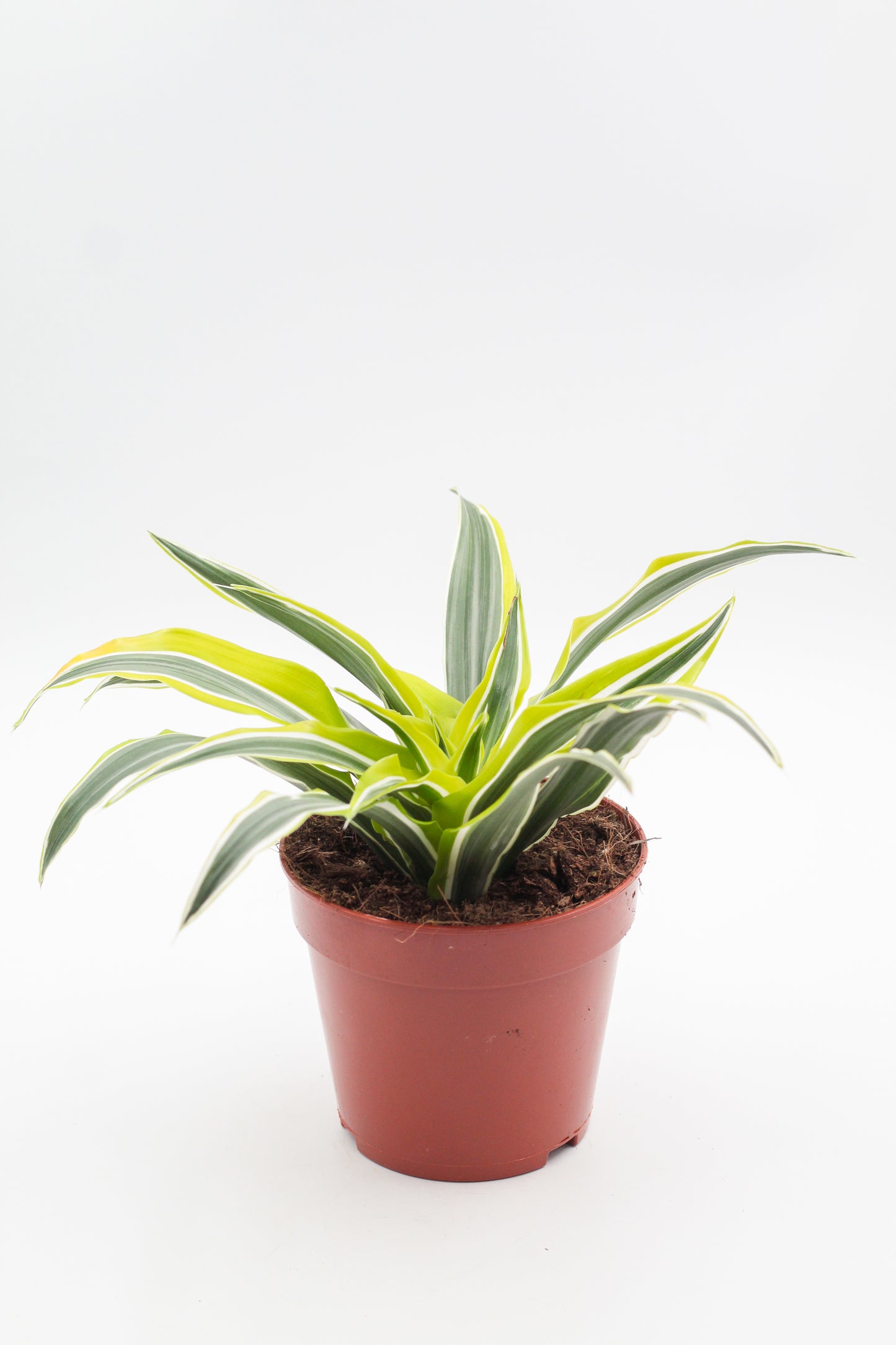 Dracaena fragrans Surprise