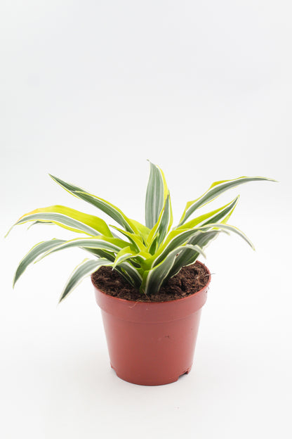 Dracaena fragrans Surprise