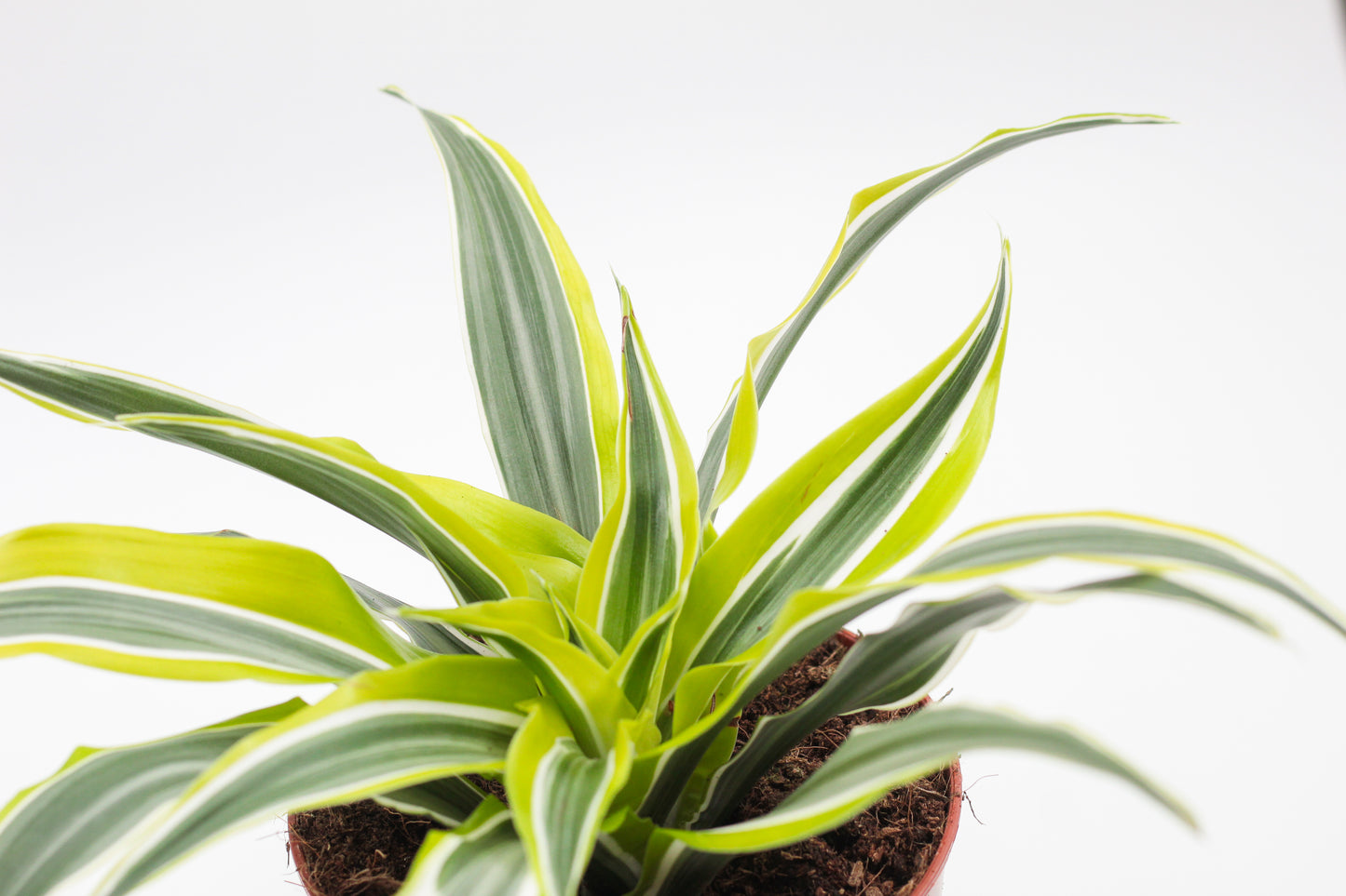 Dracaena fragrans Surprise