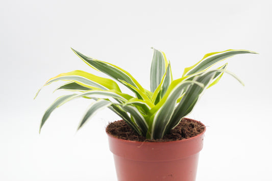 Dracaena fragrans Surprise