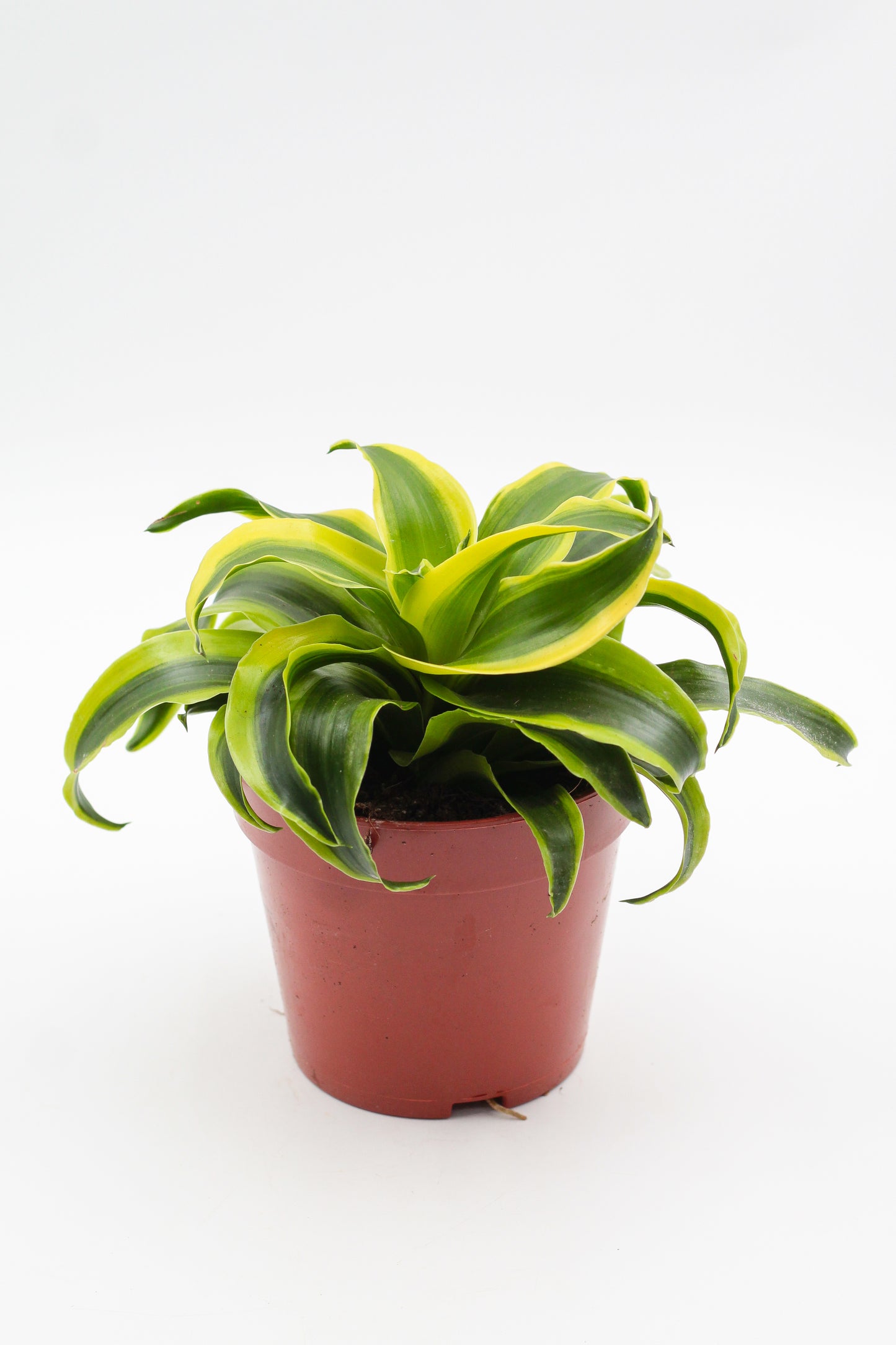 Dracaena fragrans Tornado