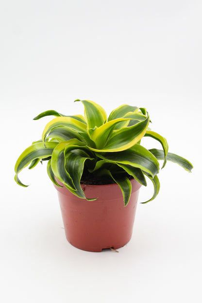 Dracaena fragrans Tornado