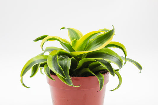 Dracaena fragrans Tornado
