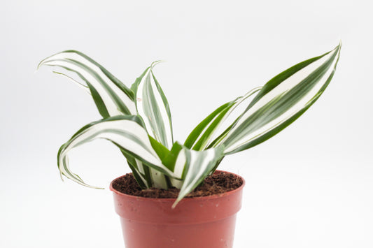 Dracaena fragrans White Jewel