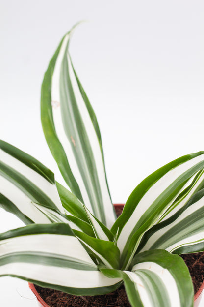 Dracaena fragrans White Jewel