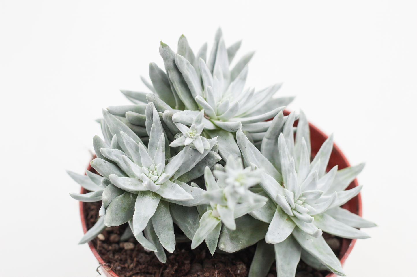 Dudleya brittonii