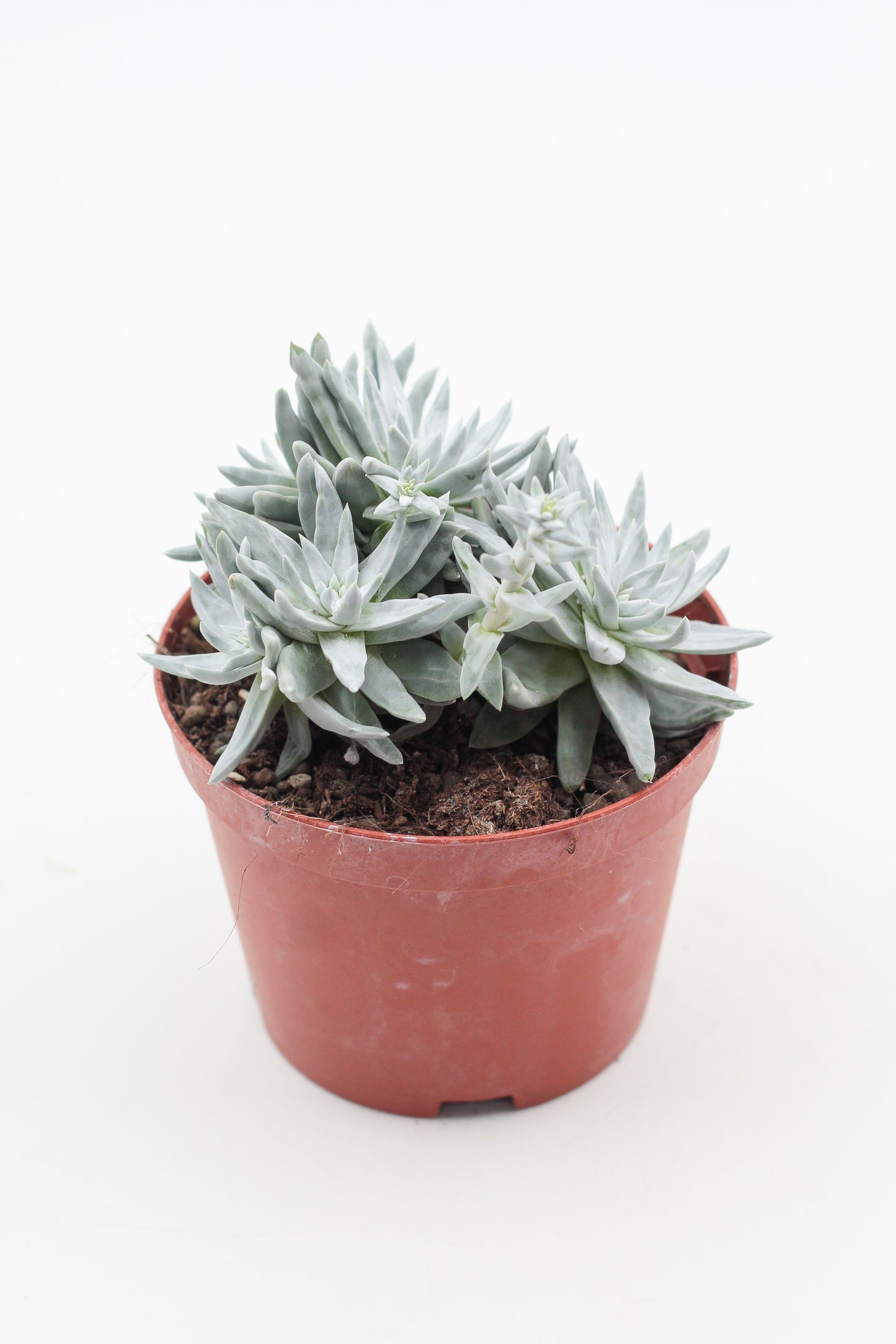 Dudleya brittonii